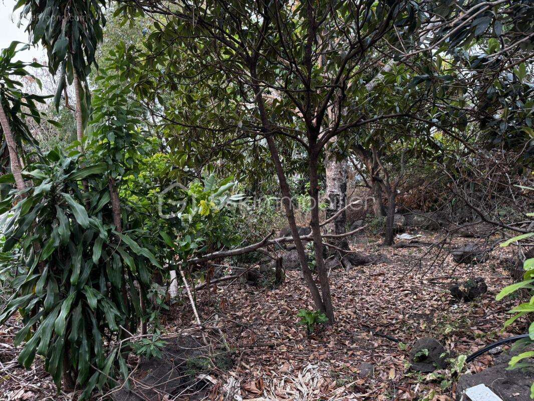 Terrain à SAINT-LEU