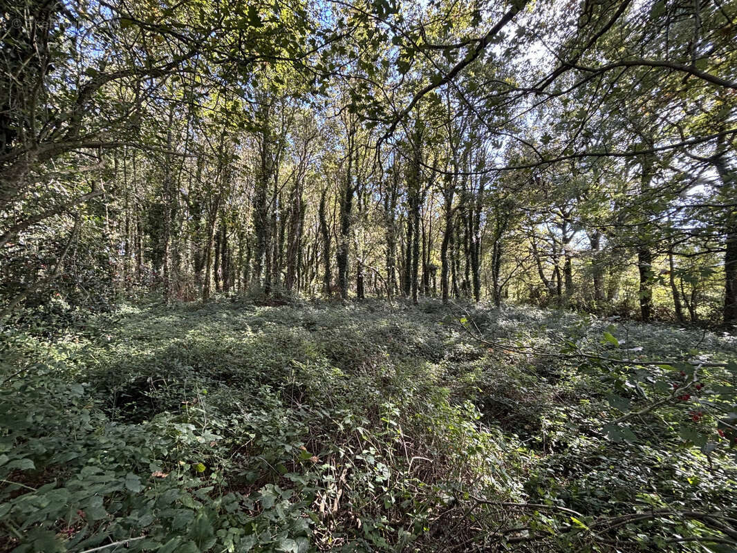 Terrain à SAINT-GEORGES-DE-POINTINDOUX