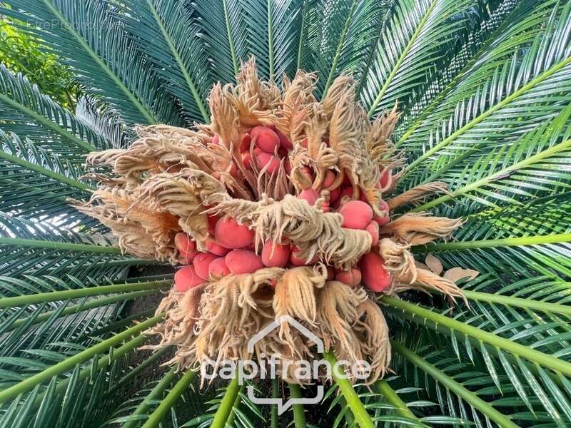 Maison à LE LAVANDOU