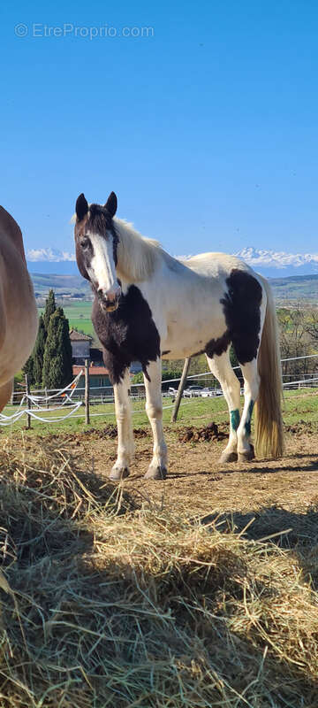 CINTEGABELLE- Fonds de commerce pension de chevaux et poney club - photo 9