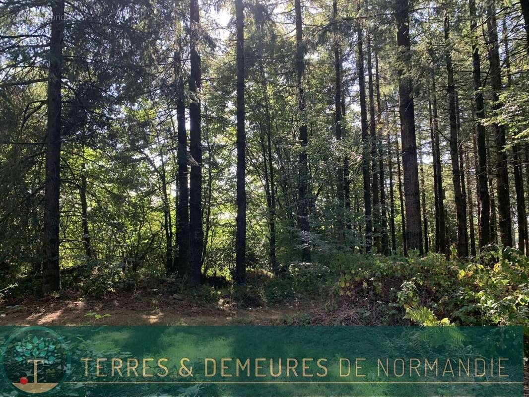 Dans le CALVADOS, secteur de VIRE (14500) A vendre bois de 3ha 69 a d'un seul tenant - photo 13