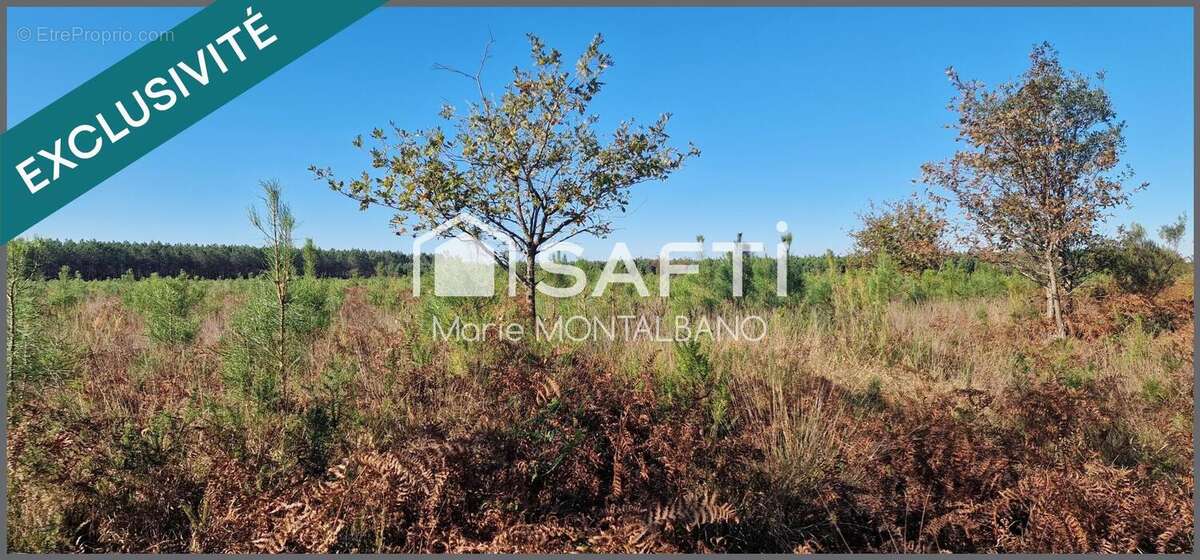 Photo 2 - Terrain à SANGUINET