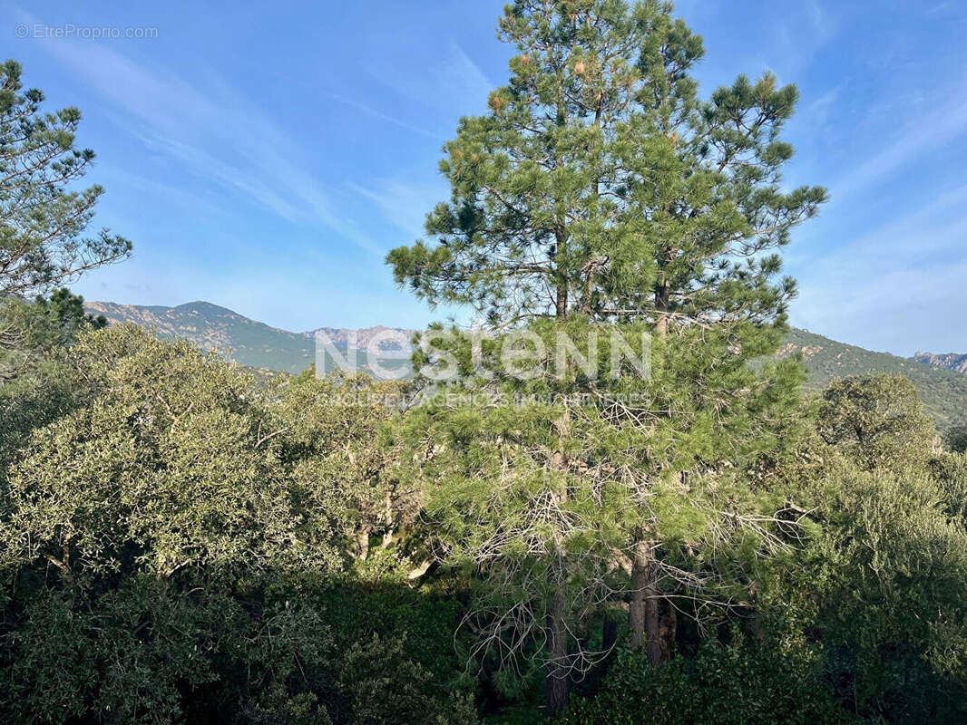 Terrain viabilisé constructible Sainte-Lucie de Porto-Vecchio 1400 m² - photo 3