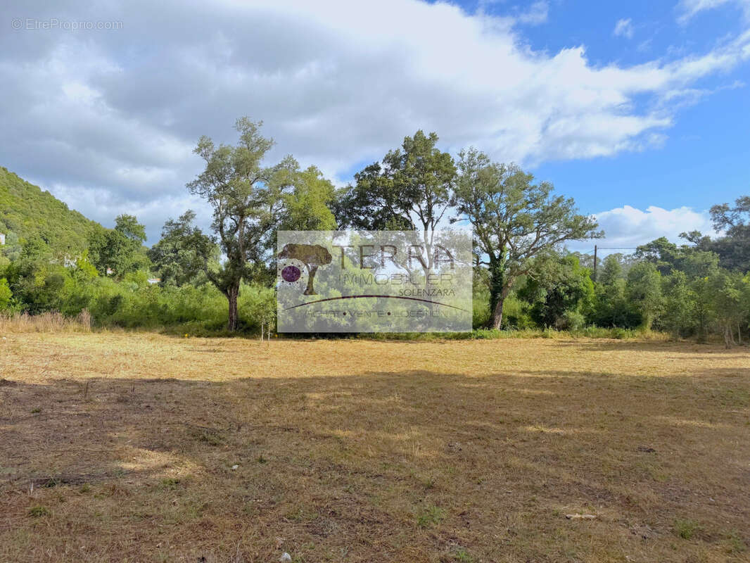 Terrain Plat et arboré de 860 m2 - Serra Di Fiumorbo - photo 6