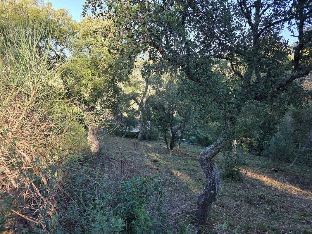 Terrain à PIERREFEU-DU-VAR