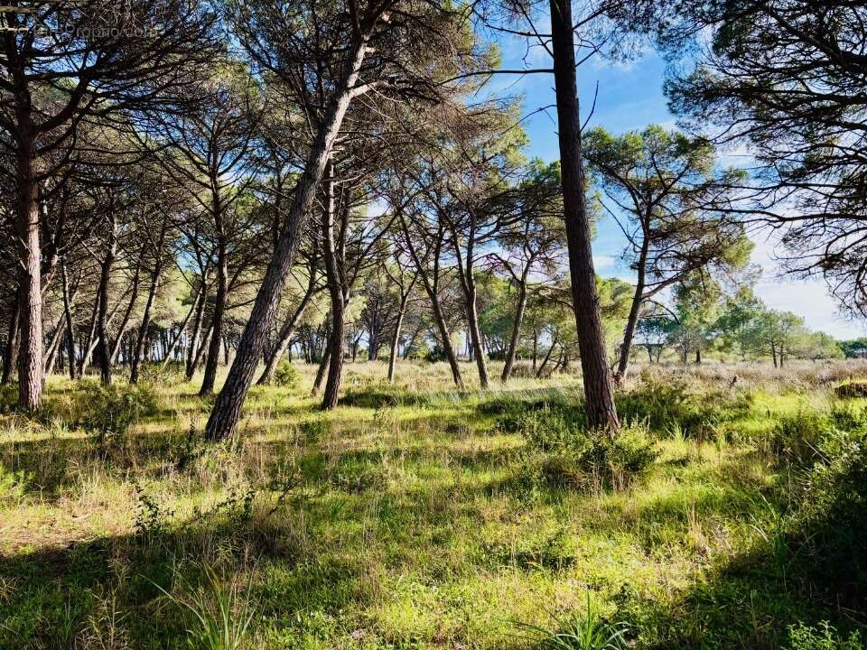 Terrain 550 m² à Carnoules  - photo 2