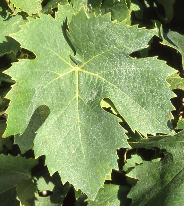 Photo 1 - Terrain à SAINT-NAZAIRE-D&#039;AUDE