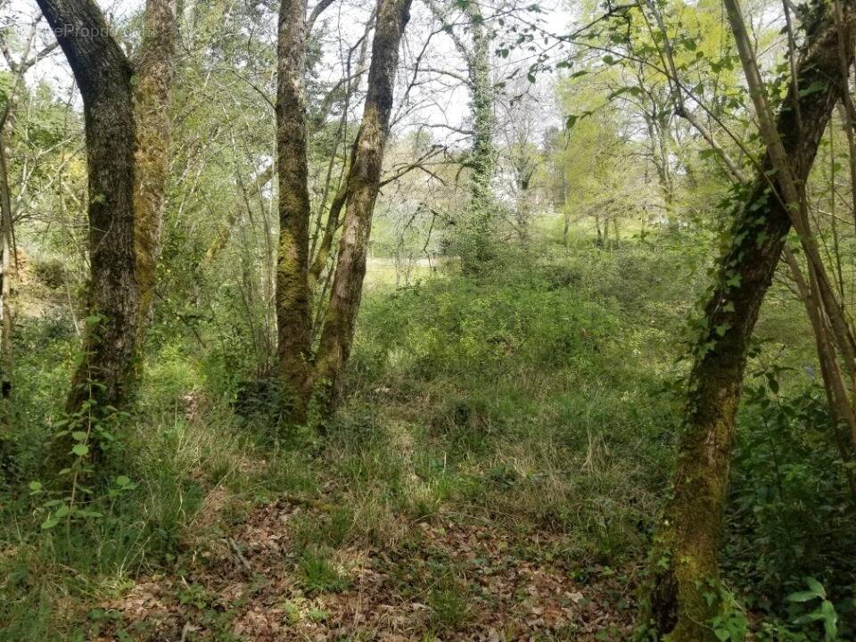 Terrain à SALLEBOEUF