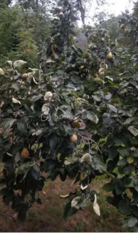 Terrain à LE CASTELLET