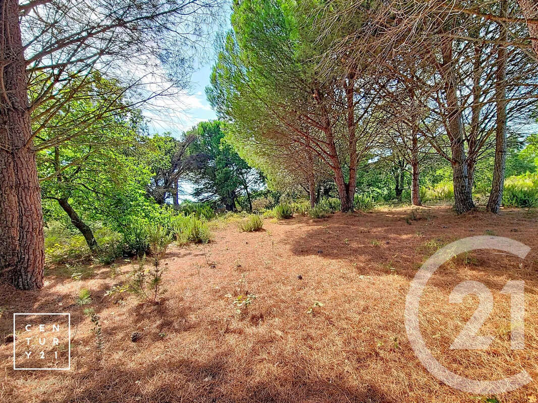 Terrain 5055 m² à Toulouges  - photo 2