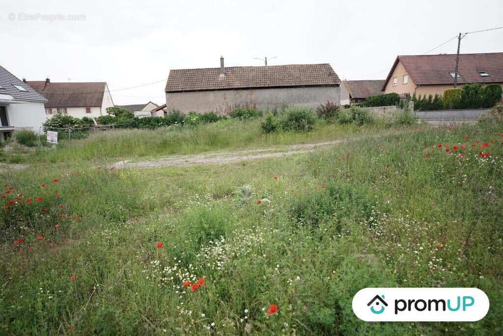 Terrain à HIRTZFELDEN