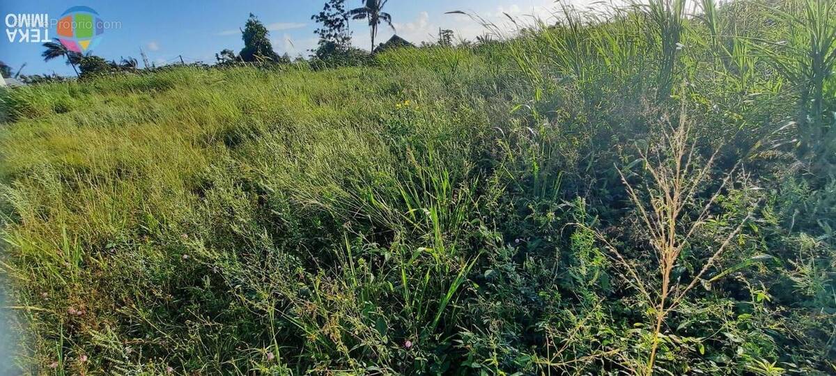 Terrain à SAINT-BENOIT