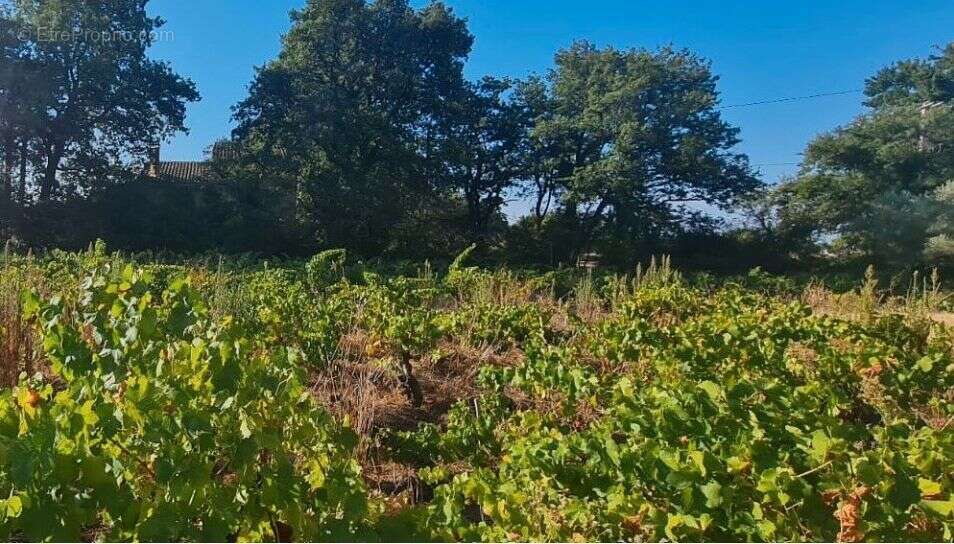 Terrain à SAINTE-CECILE-LES-VIGNES