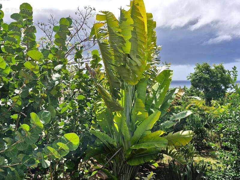 Maison à GRAND-BOURG