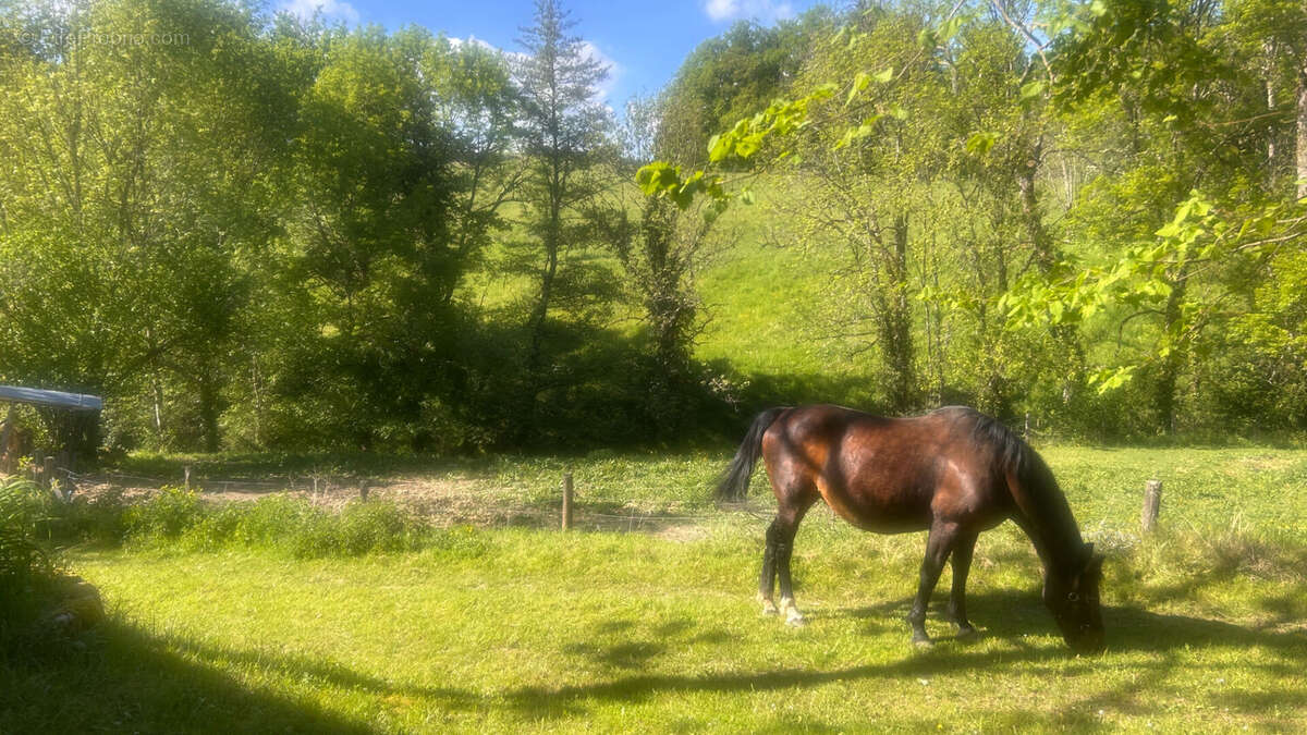 Ensemble en pierre d'exception aux portes de l'Aubrac : 4 maisons restaurées, piscine & patio - photo 18