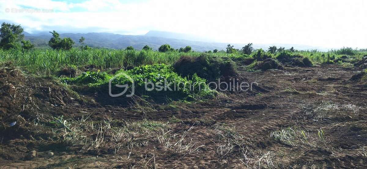 Terrain à BRAS-PANON