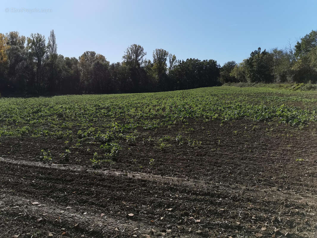 Terrain à L'ISLE-JOURDAIN