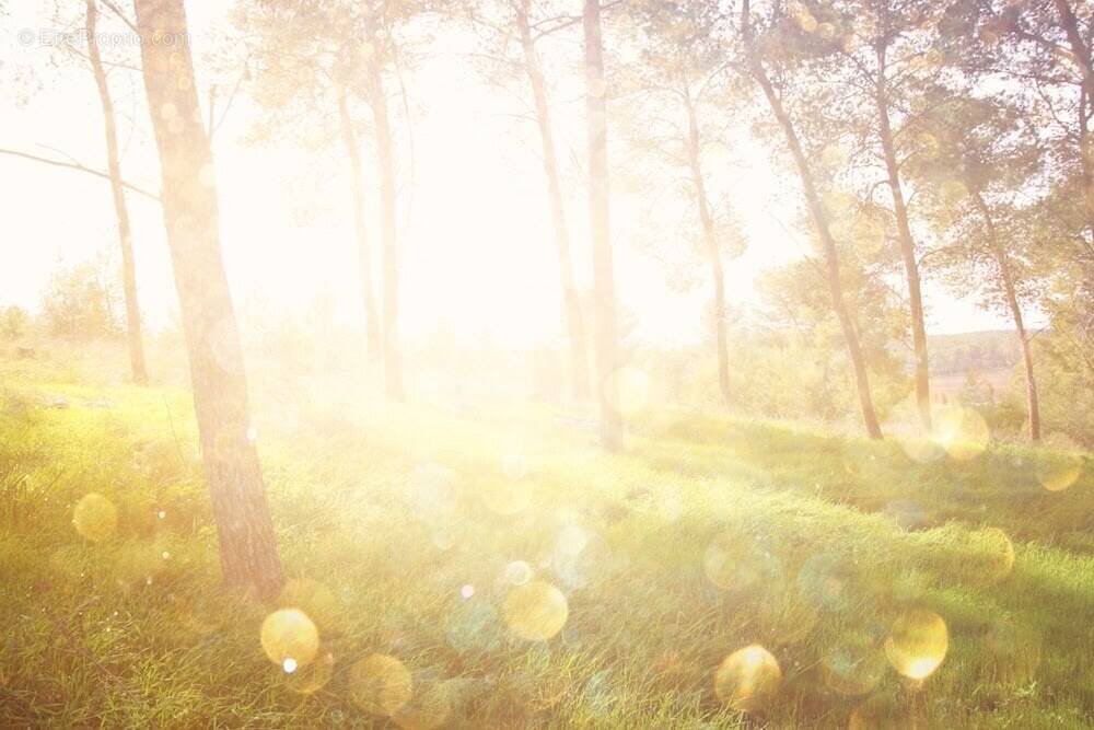 Terrain à CHAMPNIERS