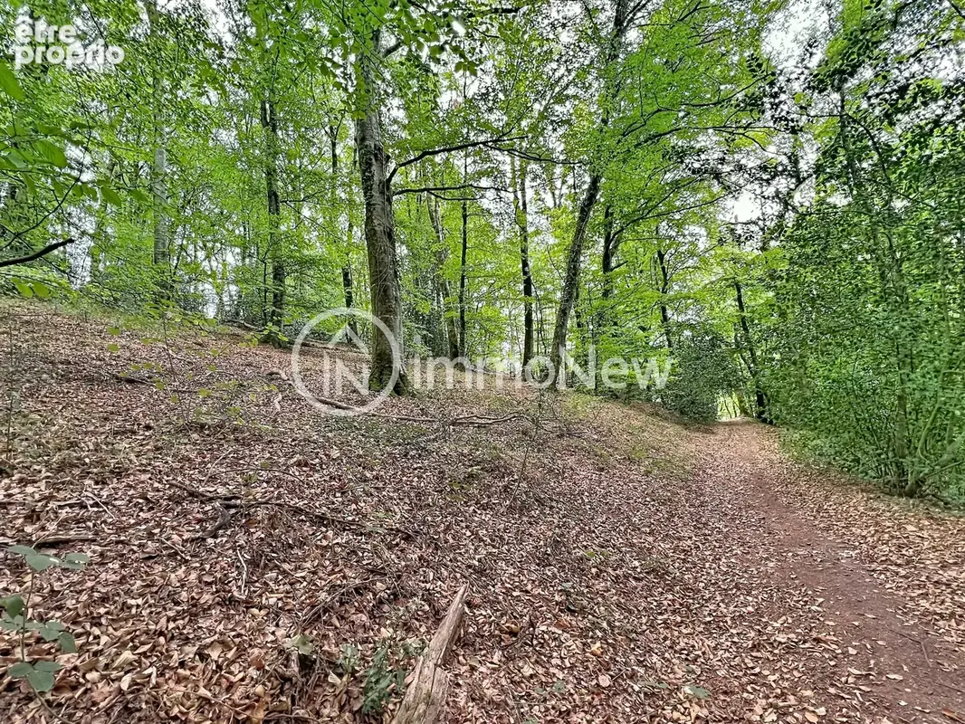 Propriété de caractère/VILLEBAUDON/6 hectares bois et forêt - photo 18