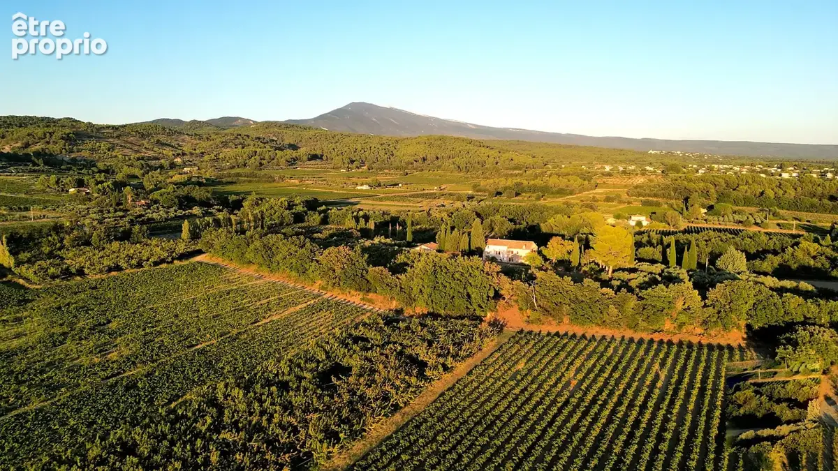 Demeure oliviers verger et vignes - photo 12