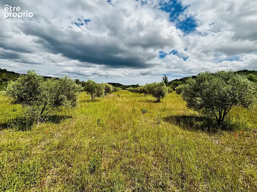 Terrain agricole de 25200m2 avec oliviers - photo 2