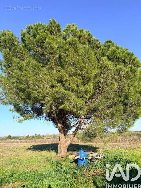 Terrain 238795 m² à Usclas-D'herault  - photo 6