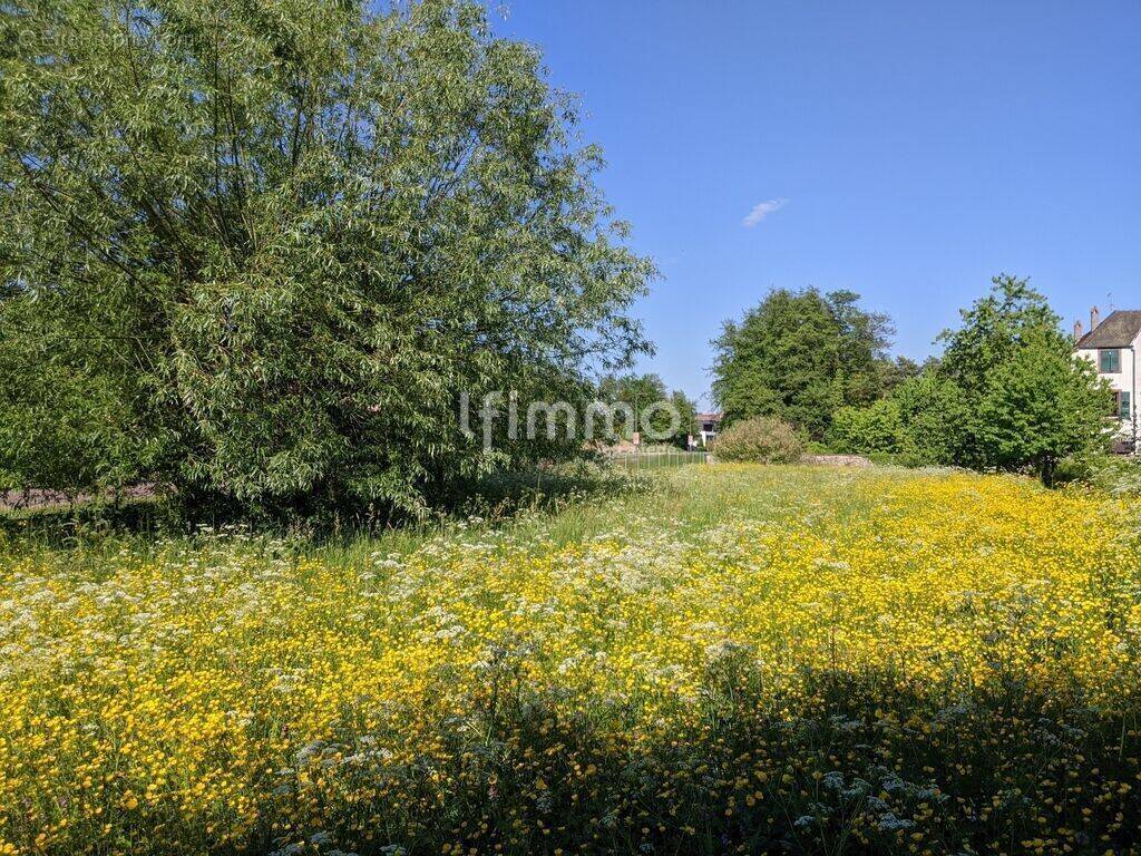 Terrain à WOERTH