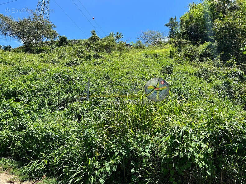 Terrain à LES ABYMES