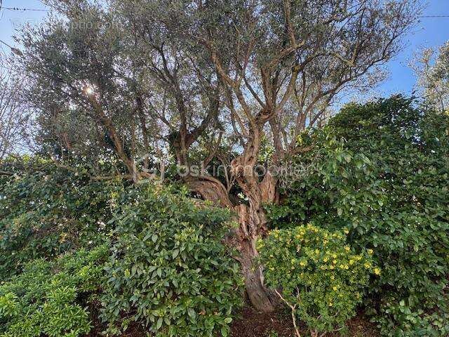 Maison à TOURRETTES