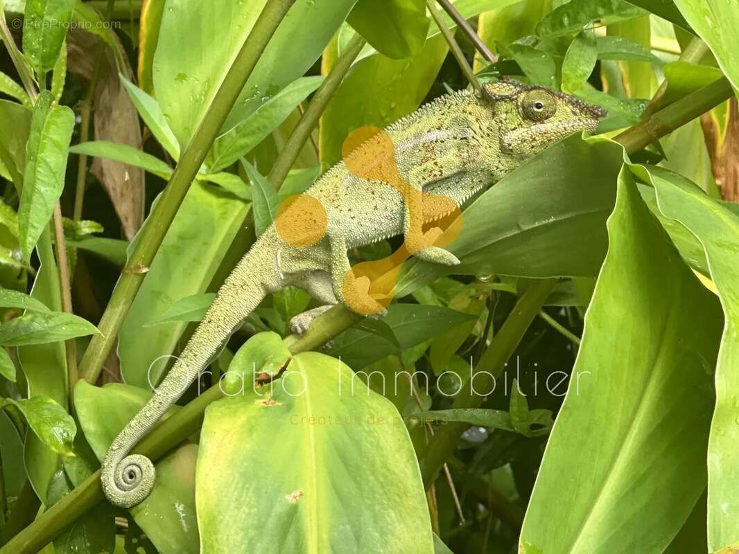 Maison à SAINT-PHILIPPE