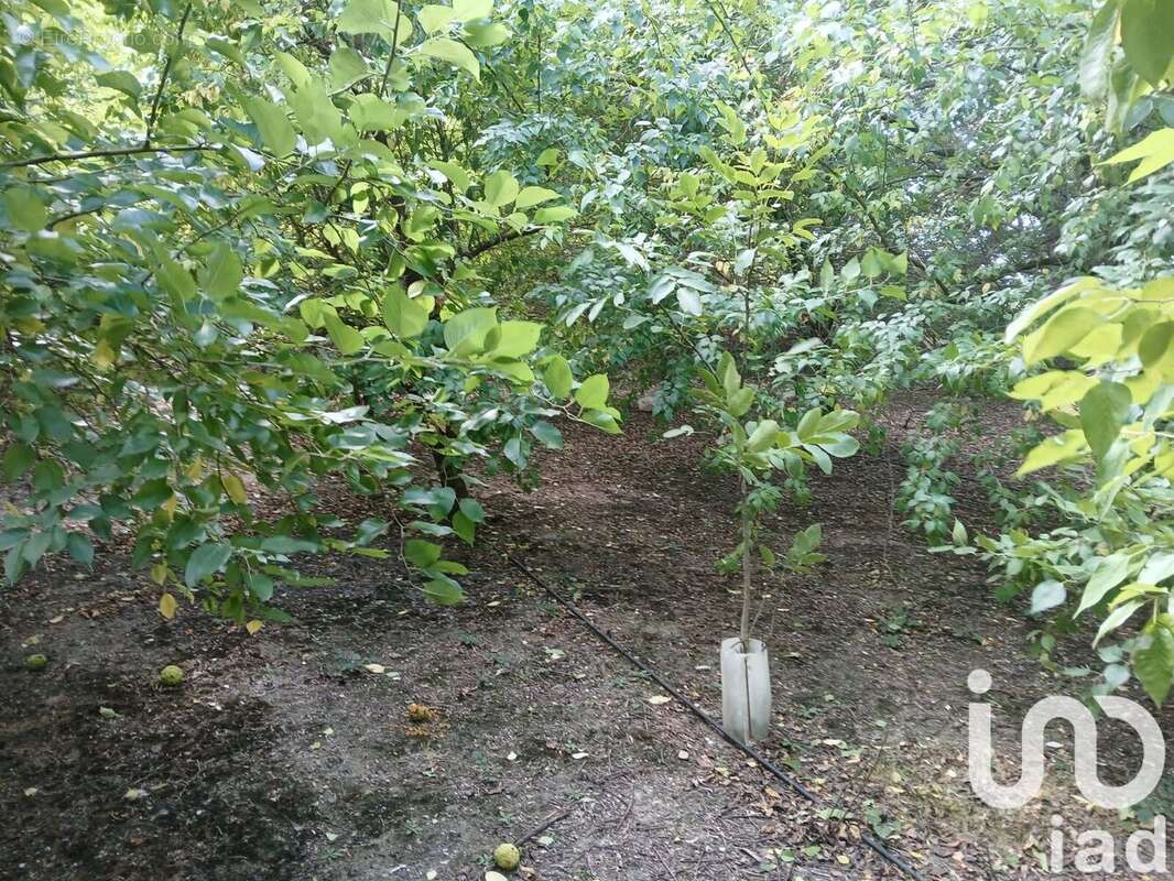 Photo 6 - Terrain à BEZOUCE