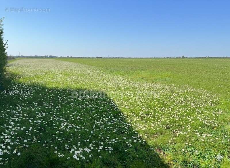 Terrain à SAINT-LAURENT-DE-LA-PREE