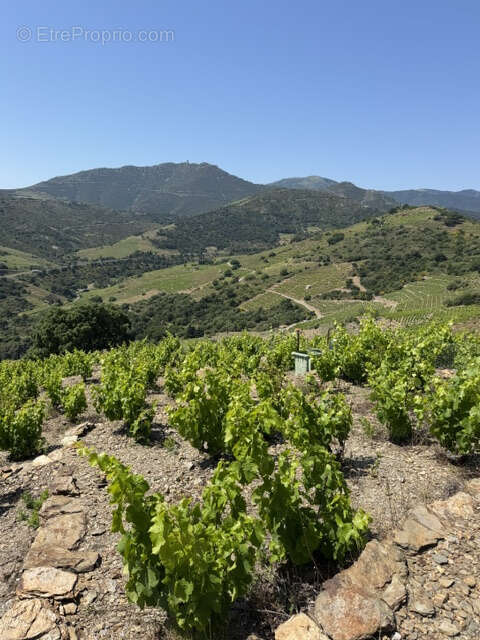 Terrain à COLLIOURE