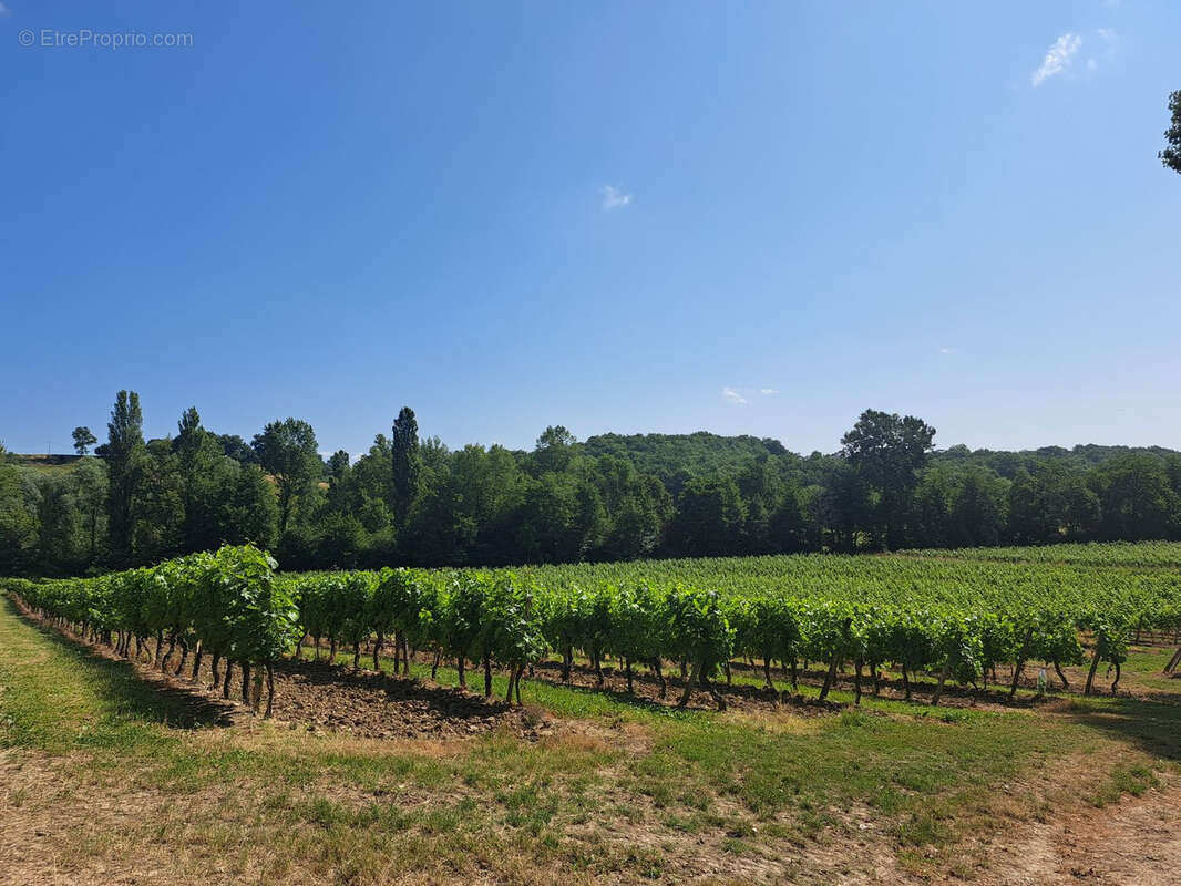 Propriété viticole - photo 15