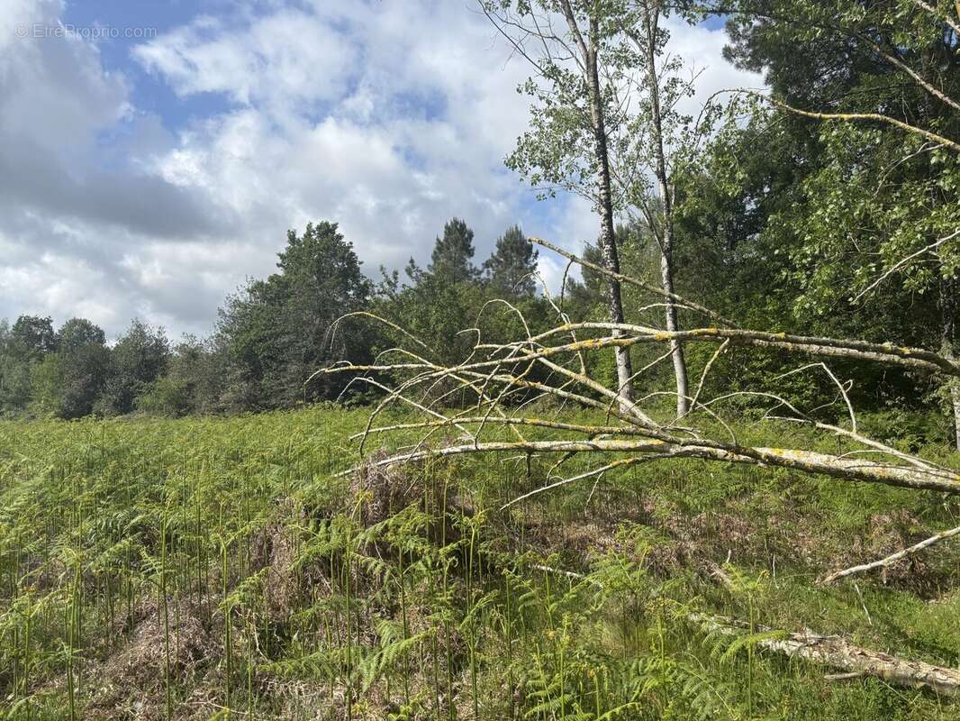 Terrain à BAUGE