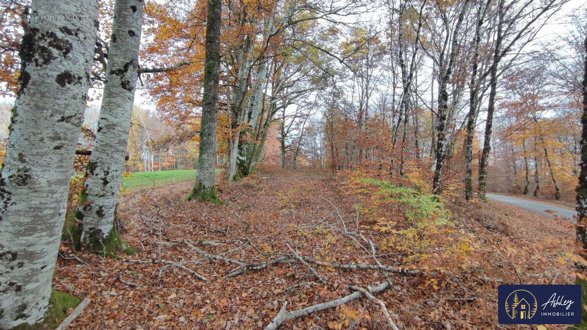 Terrain à PALISSE