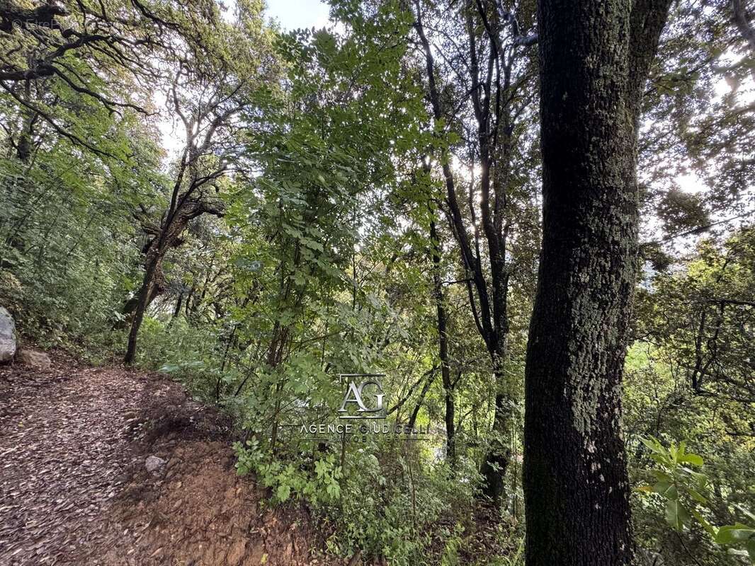 Terrain à VALLE-DI-MEZZANA