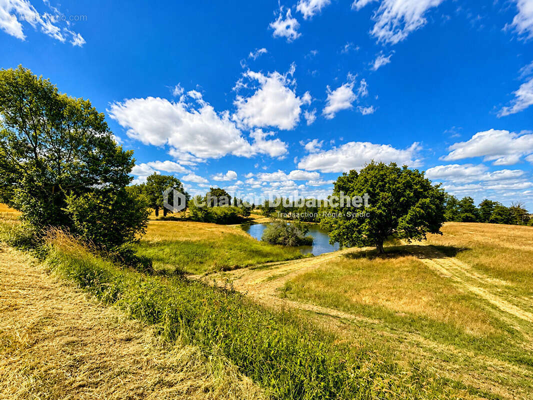 MONTAIGUET EN FOREZ - Maison de 330 m² sur  35000 m² de terrain et deux étangs - photo 5
