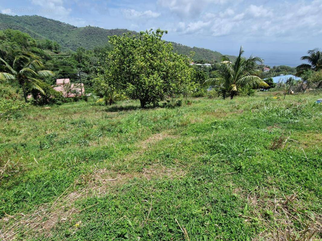 Terrain à LE MORNE-VERT