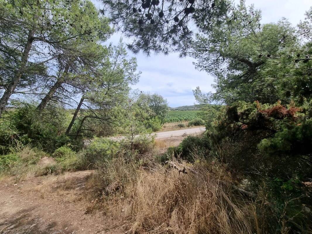 Terrain à POUZOLS-MINERVOIS