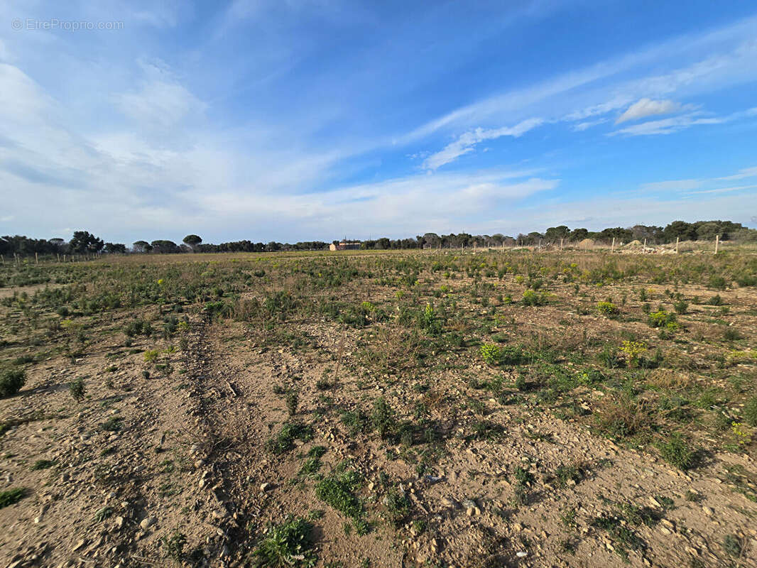 Terrain Argeles Sur Mer 44784 m2 - photo 4