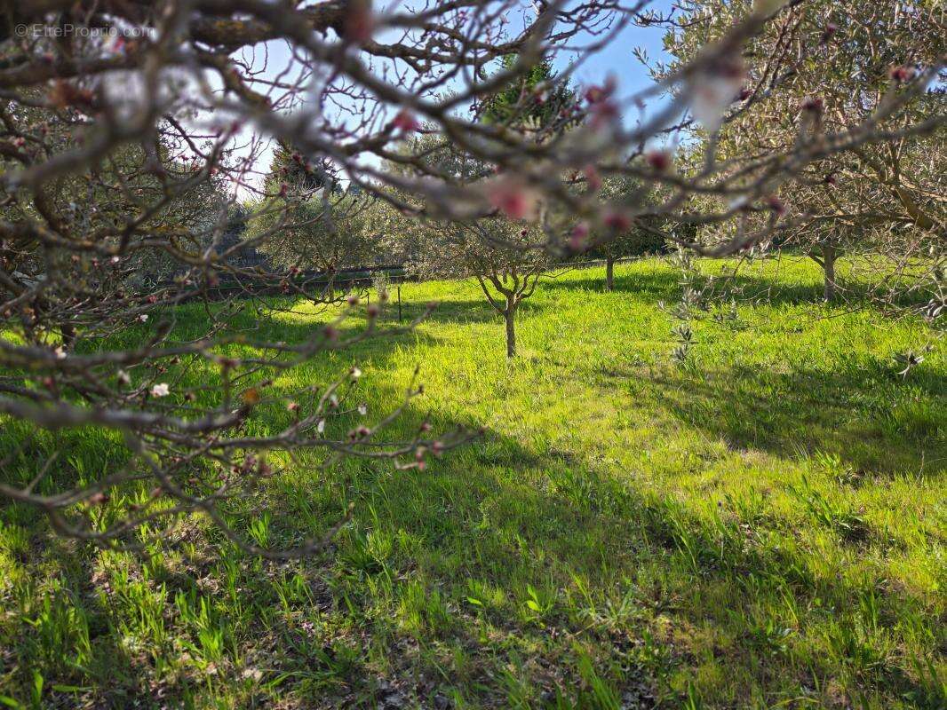 Photo 3 - Terrain à PUJAUT