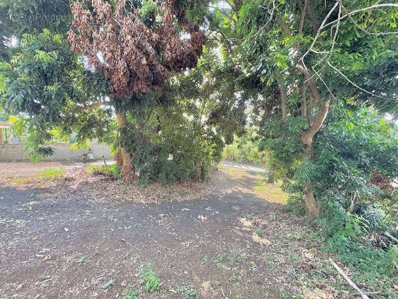 Terrain à SAINT-LOUIS