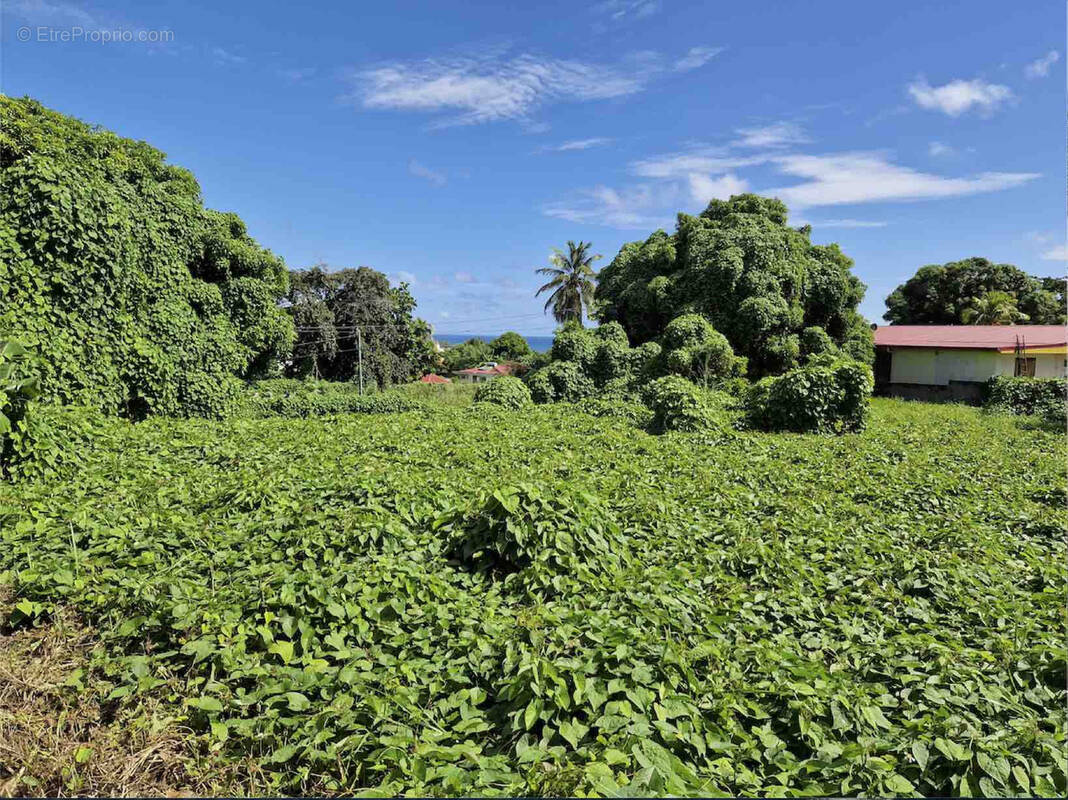 Terrain à CAPESTERRE-BELLE-EAU