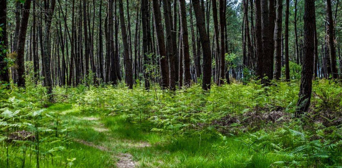 Terrain à LE TEMPLE
