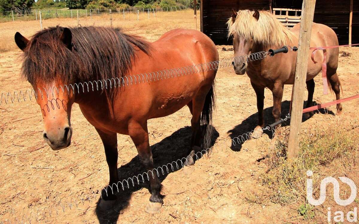 Photo 2 - Maison à L'ISLE-SUR-LA-SORGUE