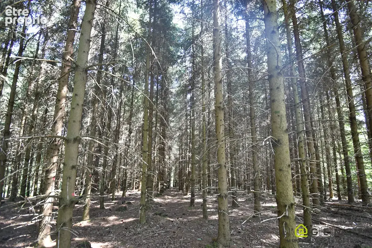 Parcelle forestière Anould 5420 m2 - photo 15