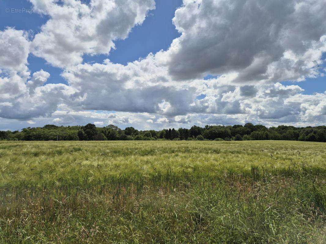 Longère habitable à rénover avec terrain d' 1 hectare et han - photo 4
