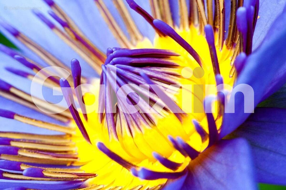 Commerce à CESSON-SEVIGNE