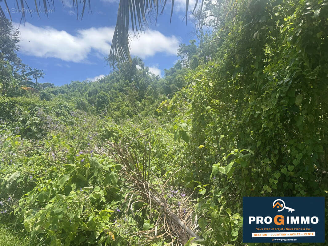 Terrain à SAINTE-ROSE